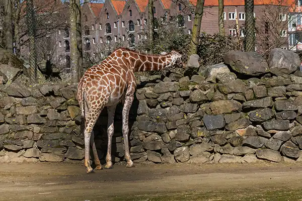 amsterdam luoghi di interesse