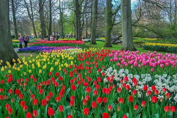 Keukenhof Tickets Keukenhof Tickets