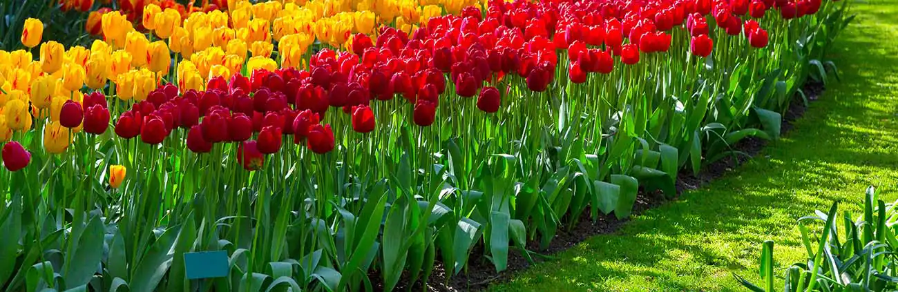 Keukenhof Amsterdam Keukenhof Amsterdam